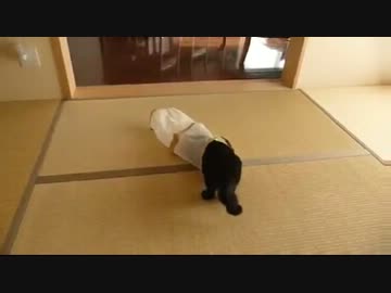 不意打ちにビビりまくるネコ＼(゜ロ＼)(／ロ゜)／