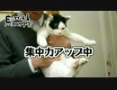 【集中力向上法】かわいい！で、集中力アップ？【ぬこぬこ】