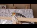 オカメインコ『ヤマト』に夢中