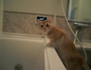 うちの猫が自動湯張りを見張ります