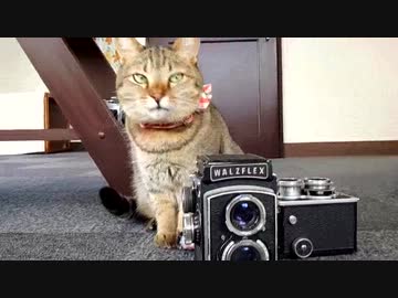 猫に、写真教室に通わせてみた(１日目)