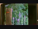 猫に猫用DVDをみせてみた　モイコちゃん