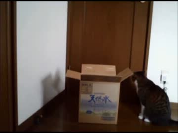 我家のネコが運動音痴だとわかった