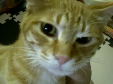 拾いねこ＠生後283/250日目part2　かわいいで賞の賞品が届きました！