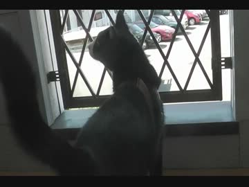 初めてベランダに出たネコ