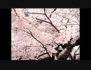 arp 桜