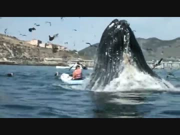 巨大クジラがボートの隣に突如出現【危険】