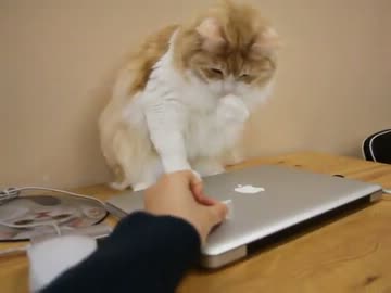 きなちゃんとどらちゃんのちゃいちゃい