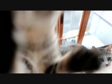 カリカリあげて物理でモフれ！