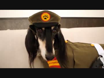 ツインテールな犬にミリタリーコスプレさせてみました