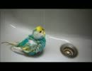 【ポキちゃんシリーズ】水浴び　セキセイインコ