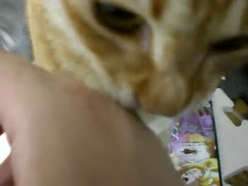 拾いねこ＠生後284/251　猫の突然ケンカモードにはびっくりしますね。