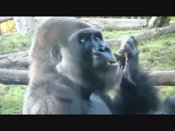 暗黒生命体喰不敵紳士《メイル・アン・ジェントゥルムス》