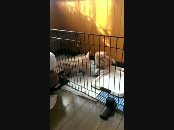 わんこの脱走