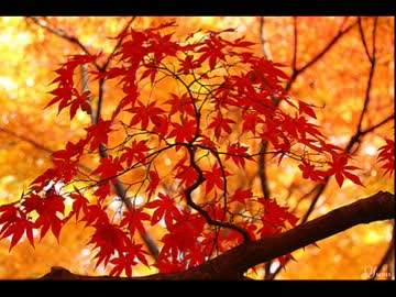 【ニコラップ】自己紹介【秋鈴♪】