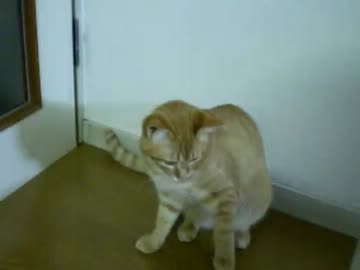 拾いねこ＠生後285/252　あーこつっきどーがっ