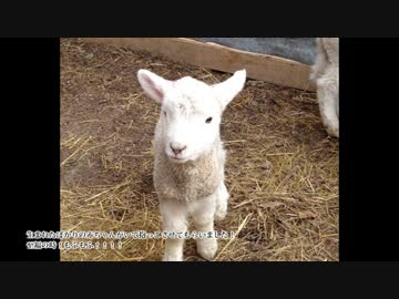 【APヘタリア】ニュージーさん家行ってきた。南島③