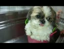 おばあちゃんがワンコを洗っていましたｗ （第１０回）