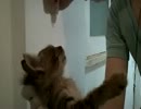 猫の点眼薬