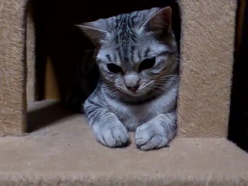 帰ってきたあいつ・・・