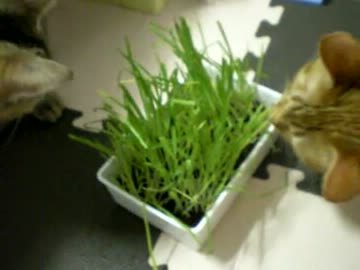 拾いねこ＠生後286/253part1　猫草しゃくしゃく