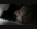 天使の寝顔、膝の上でくつろぐ猫