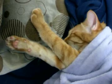 拾いねこ＠生後286/253part2　覇王翔吼拳！(サムネ