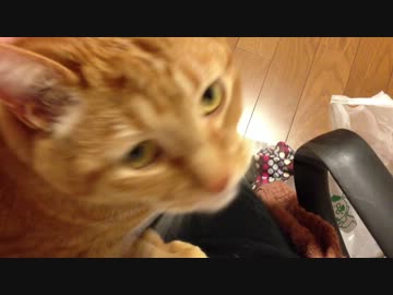猫飼いによくあること