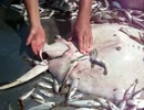 エイの出産（手伝ってみた）