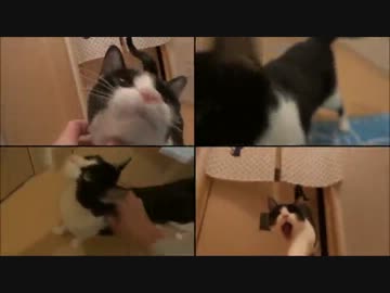 玄関開けたら2秒でにゃんこ♪♪