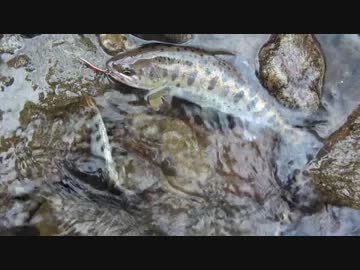 ヤマメが食べたくなって・・・ルアー編