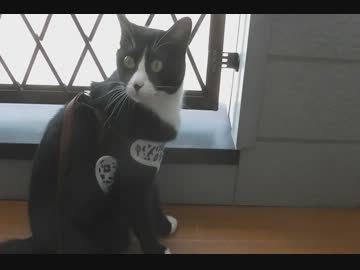 初めてベランダに出たネコ【後編】