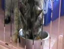 猫好き四大聖地【世界の猫グッズ博物館】その１６