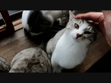 モフったね！？親父にもモフられたこと無いのに！