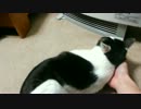 【独りあそび】無理やり猫を寝転ばせる遊びをしてみた
