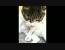 危ない女子のシスターズ　ねこ　猫　ネコ　おつかれ猫　コスプレ猫