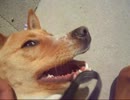 愛犬ナナと暮らしましょう（1年と14日目）
