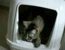 拾いねこ＠生後288/255　猫がトイレしてると観察したくなるのはぼくだけ？