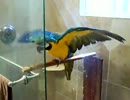 ルリコンゴウインコの入浴シーン