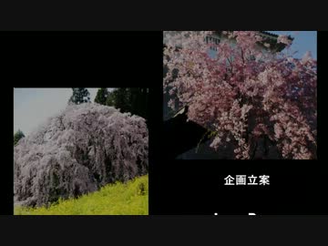 【 サクラ鑑賞動画 】　～Sakura で 萌える ❤～