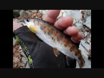 渓流釣り初心者の釣り動画