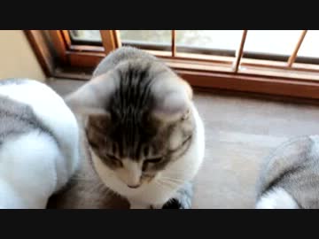 国民よモフれ！カリカリを毛玉にやって、モフれよ国民！