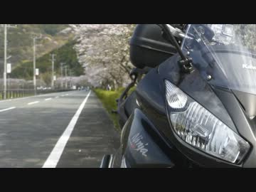 Ninjaと旅する#那賀川堤の桜