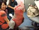 モモイロインコのモモちゃん