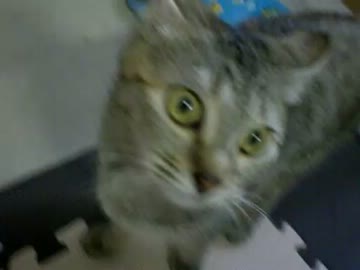 拾いねこ＠生後289/256　月音は黒目が小さいから間抜け面に見えますよねｗ