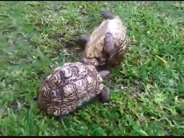 ひっくり返った友達亀を助ける亀