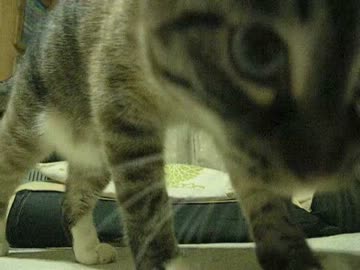 ジャンくんの秘密公開！　お腹のモフモフが♡