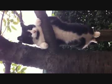 コメントしまくる動画