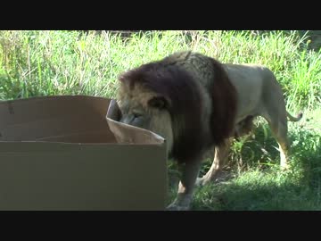 大きい猫も箱が好き！