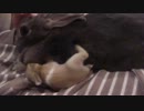 仔うさぎがミルク探し